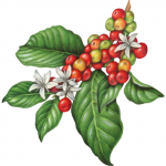 Branch of a coffee plant with leaves, flowers and berries