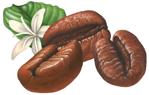 Three coffee beans with a white coffee flower and leaf