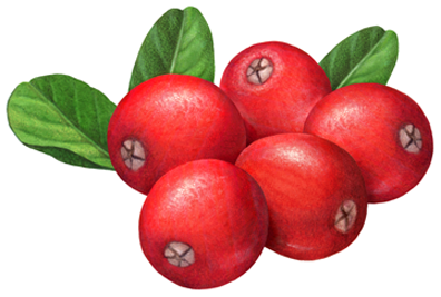 Five whole cranberries with three leaves.