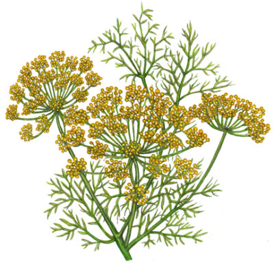 Dill weed with yellow flowers