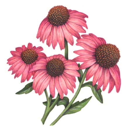 Four pink echinacea flowers