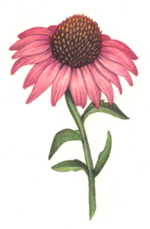 One pink echinacea flower
