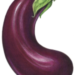 Purple eggplant in a C shape