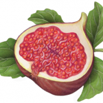 Cut half fig with leaves