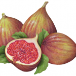 Three figs and a cut half with leaves