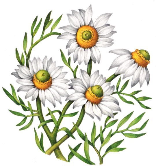 Four chamomile flowers
