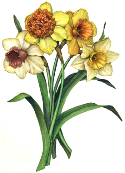 Vintage style assorted colored daffodils