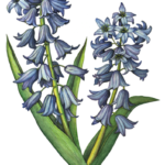 Two stalks of blue hyacinths with leaves