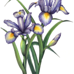 Two blue, purple iris and one iris bud with leaves.