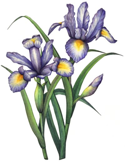Two blue, purple iris and one iris bud with leaves.