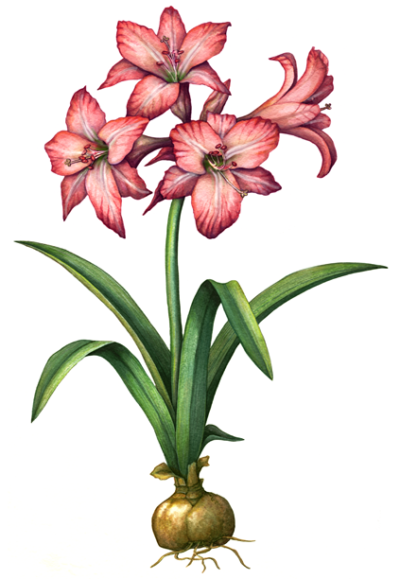 Four pink amaryllis flowers and one amaryllis bud with leaves and bulb.