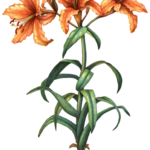 Three orange oriental lilies and two lily buds with leaves and a bulb