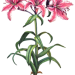 Three pink stargazer oriental lilies and two lily buds with leaves and a bulb