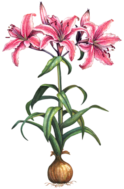 Three pink stargazer oriental lilies and two lily buds with leaves and a bulb