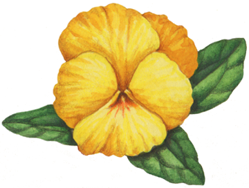 Old-fashioned Victorian style yellow pansy
