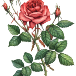One fully opened red rose with six rose buds and leaves