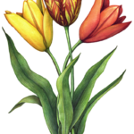 Three assorted tulip flowers with leaves