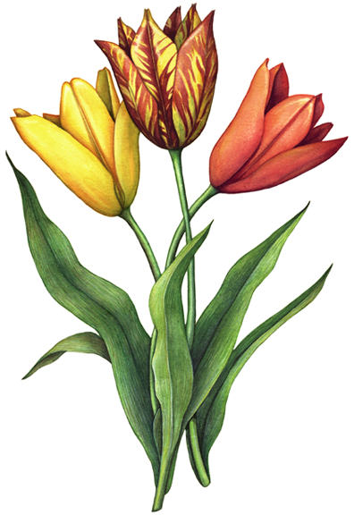 Three assorted tulip flowers with leaves