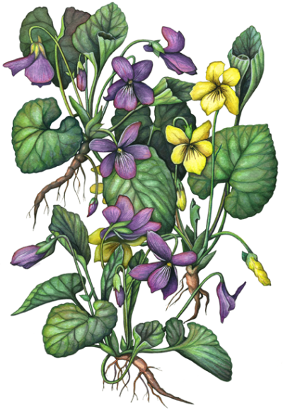 Three purple and yellow violet plants with leaves and roots
