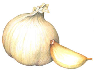 Single whole garlic head and one clove