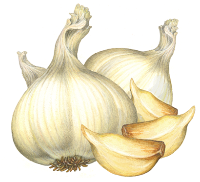Two whole garlic heads and three garlic cloves