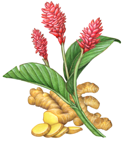 Ginger plant with three red flowers, leaves, root and ginger slices.