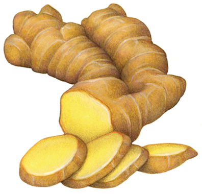 Ginger root with four ginger slices