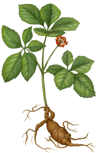 Ginseng plant with root leaves and red flower.