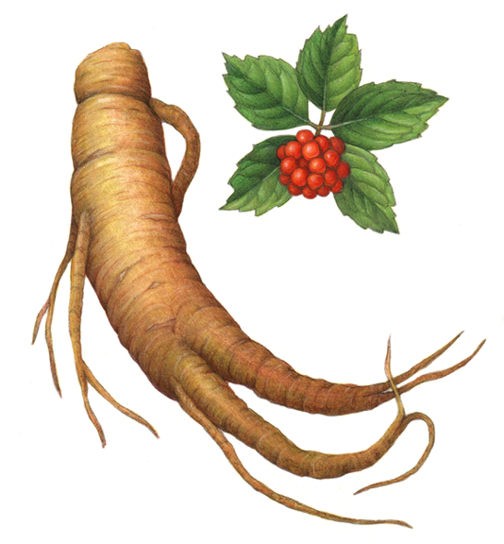 Ginseng root with separate leaves and flowers