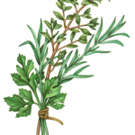 Herb bundle of parsley, rosemary and thyme