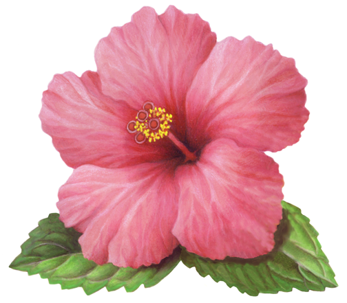 Single pink hibiscus flower with leaves