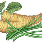 Horseradish root and leaves with a group of chives