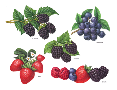 Blackberries, blueberries, strawberries and raspberries