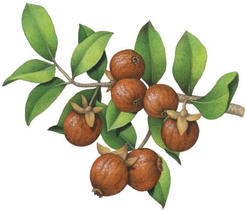 Jojoba branch with leaves and seven jojoba nuts