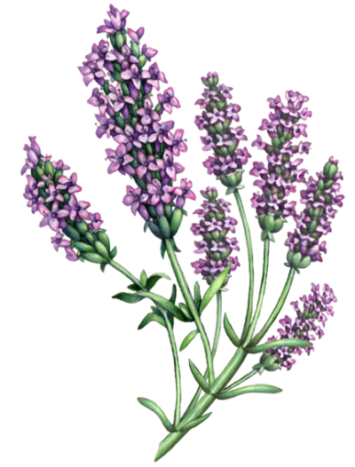 Lavender branch with seven lavender flowers