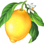Whole lemon with leaves and lemon flower