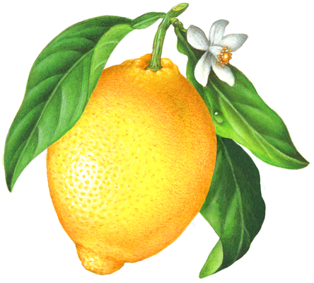 Whole lemon with leaves and lemon flower