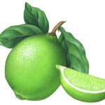Botanical illustration of a lime with leaves and a lime wedge.