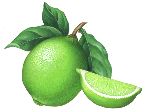 Botanical illustration of a lime with leaves and a lime wedge.
