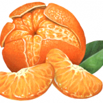 Mandarin orange (tangerine) peeled with two segments and a leaf