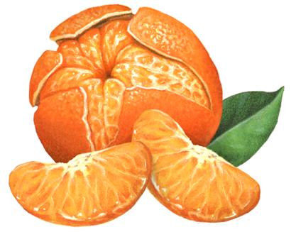 Mandarin orange (tangerine) peeled with two segments and a leaf