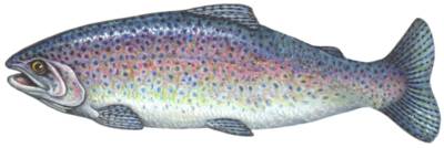 Rainbow trout in profile view.