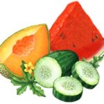 Cucumber melon with a cut cantaloupe slice, a cut watermelon wedge, a cut cumber and slices, with a melon flower and leaves.