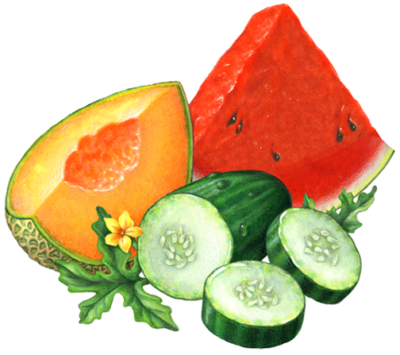 Cucumber melon with a cut cantaloupe slice, a cut watermelon wedge, a cut cumber and slices, with a melon flower and leaves.