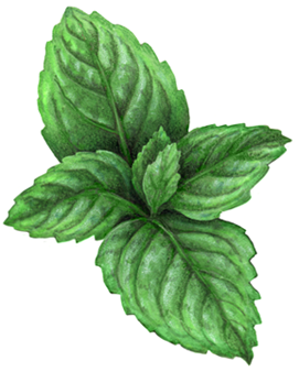 Sprig of mint with six leaves