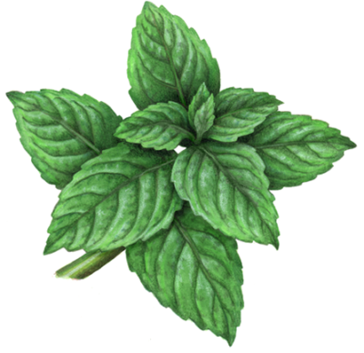 Sprig of mint with ten leaves