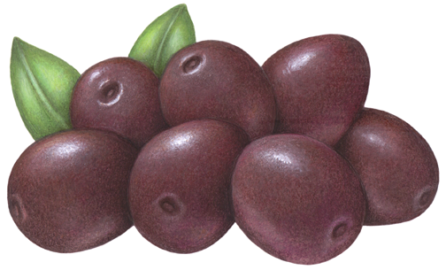 Purple Gaeta olives