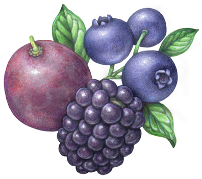 One red grape, one blackberry with three blueberries on a branch.