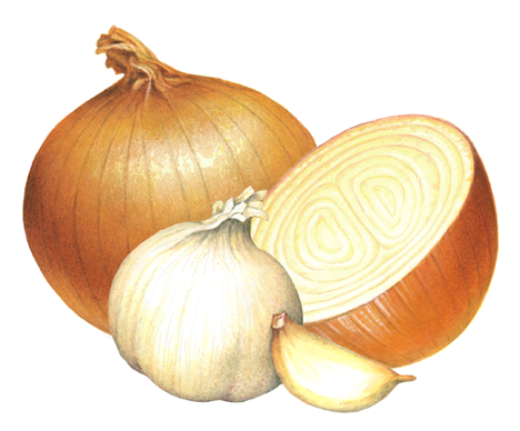 One whole yellow onion with one cut half, and one whole garlic head with one clove