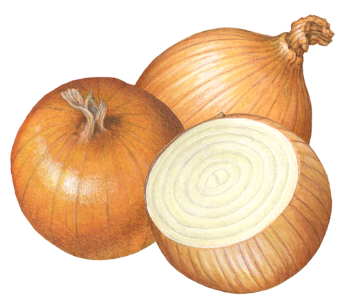 Two whole yellow onions and a cut onion half